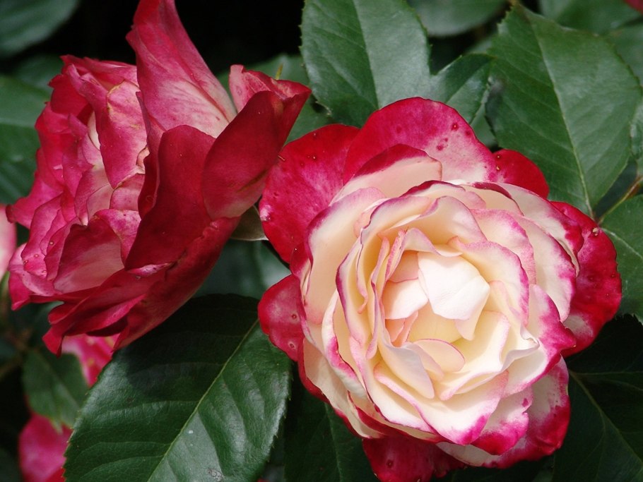 Роза жубиле дю принс де монако