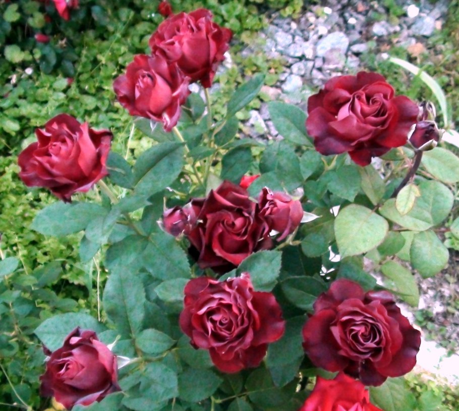 Роза Мисс Дельбар