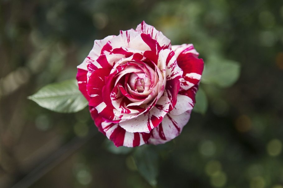 Роза хулио иглесиас