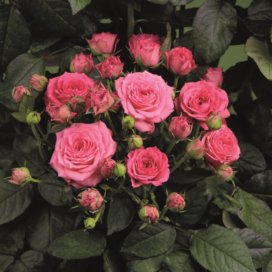 Роза чайно-гибридная шварце Мадонна