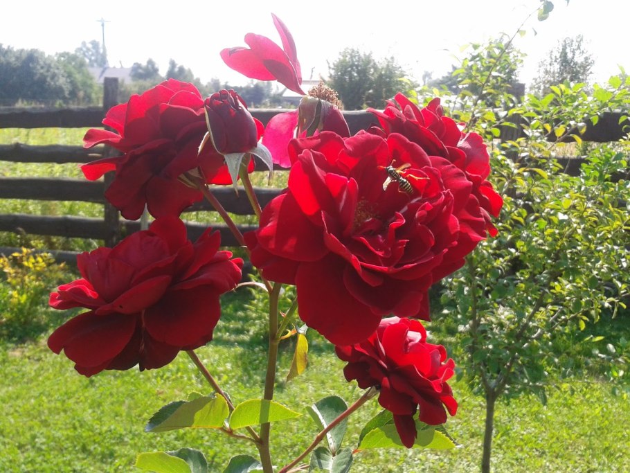 Мадам Дельбар роза чайно-гибридная