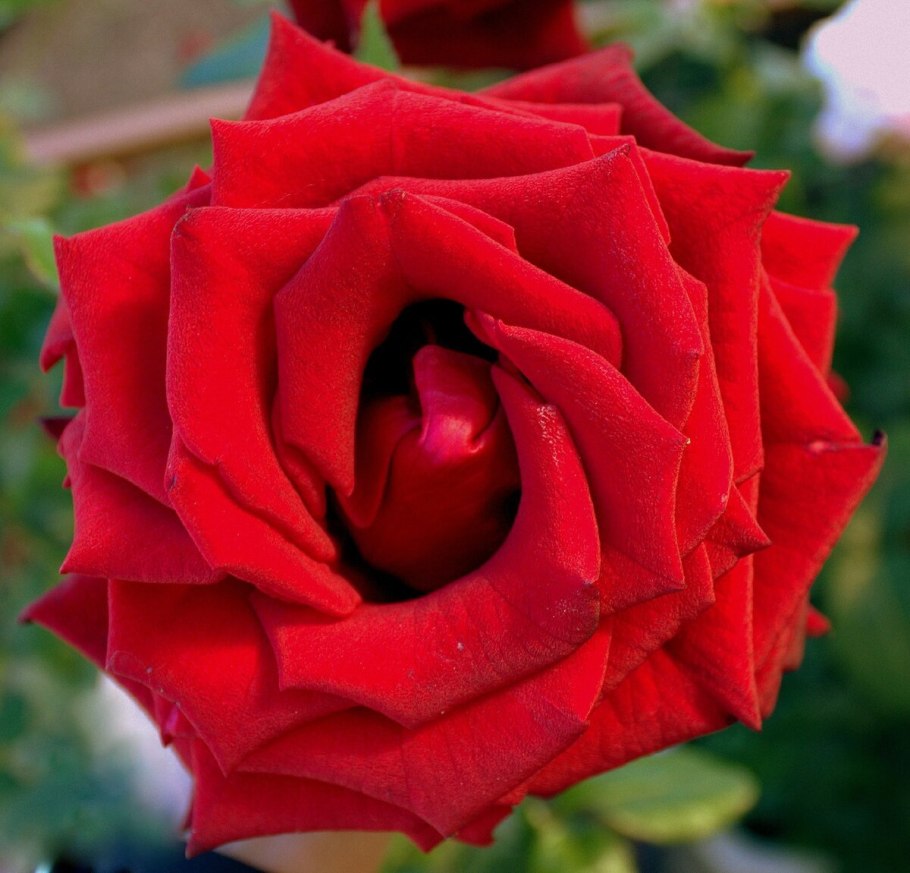 Роза месье Дельбар