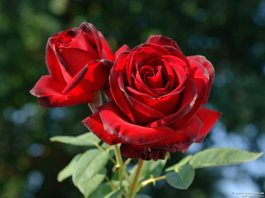 Роза чайно гибридная