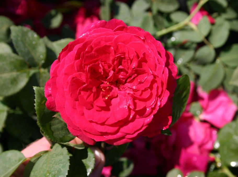 Роза ред леонардо давинчи