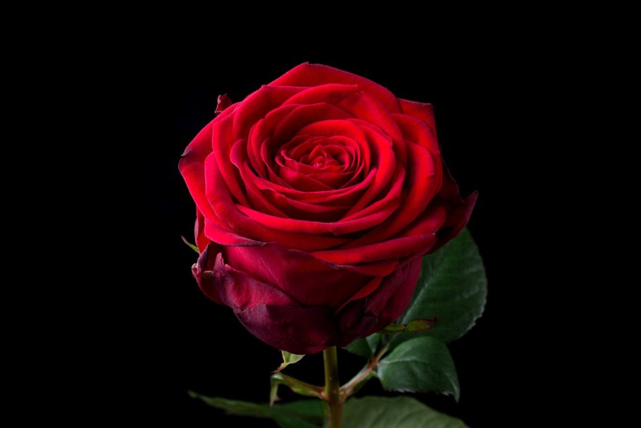 Роза ред наоми