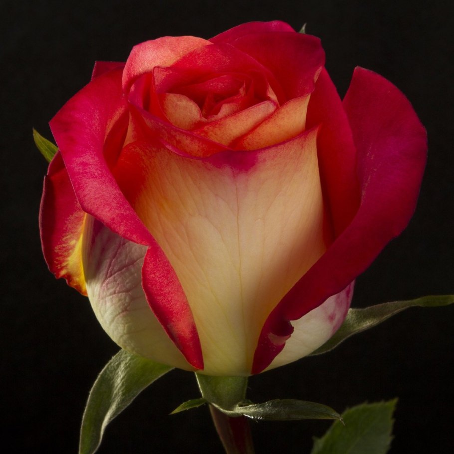 Гоча роза эквадор