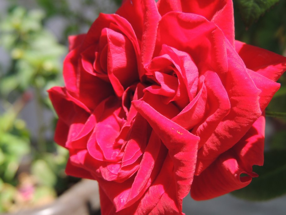 Роза ред микадо