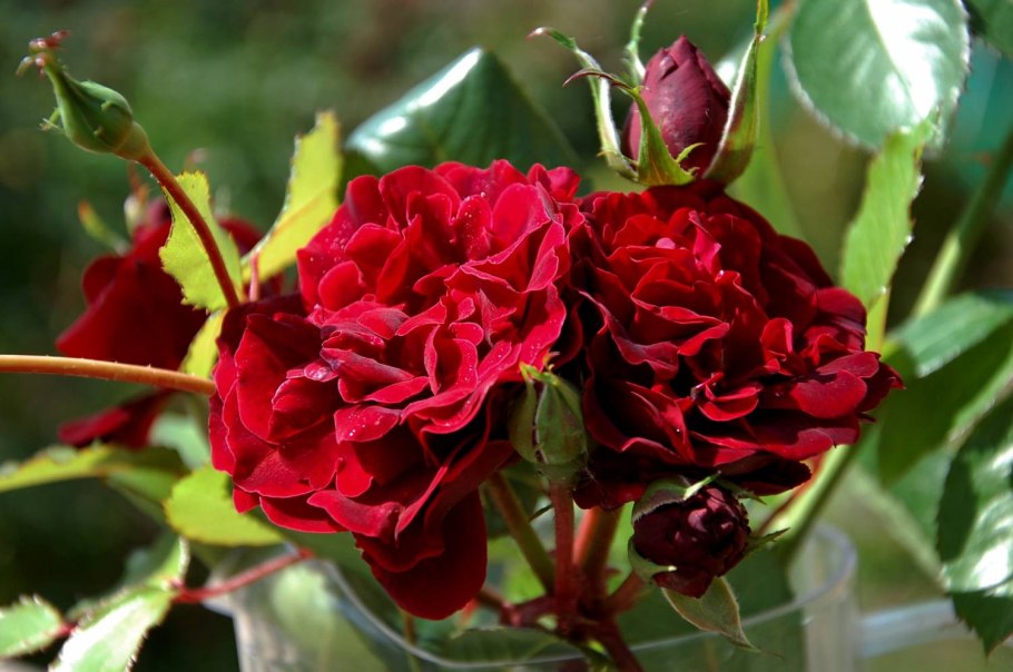 Роза изабель ренессанс