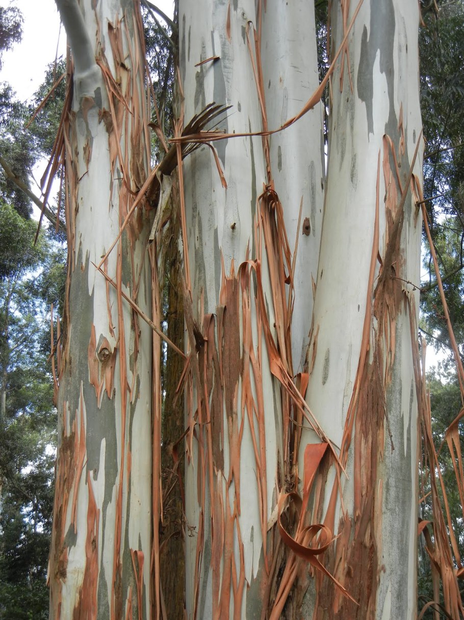 Эвкалипт Extra Trees