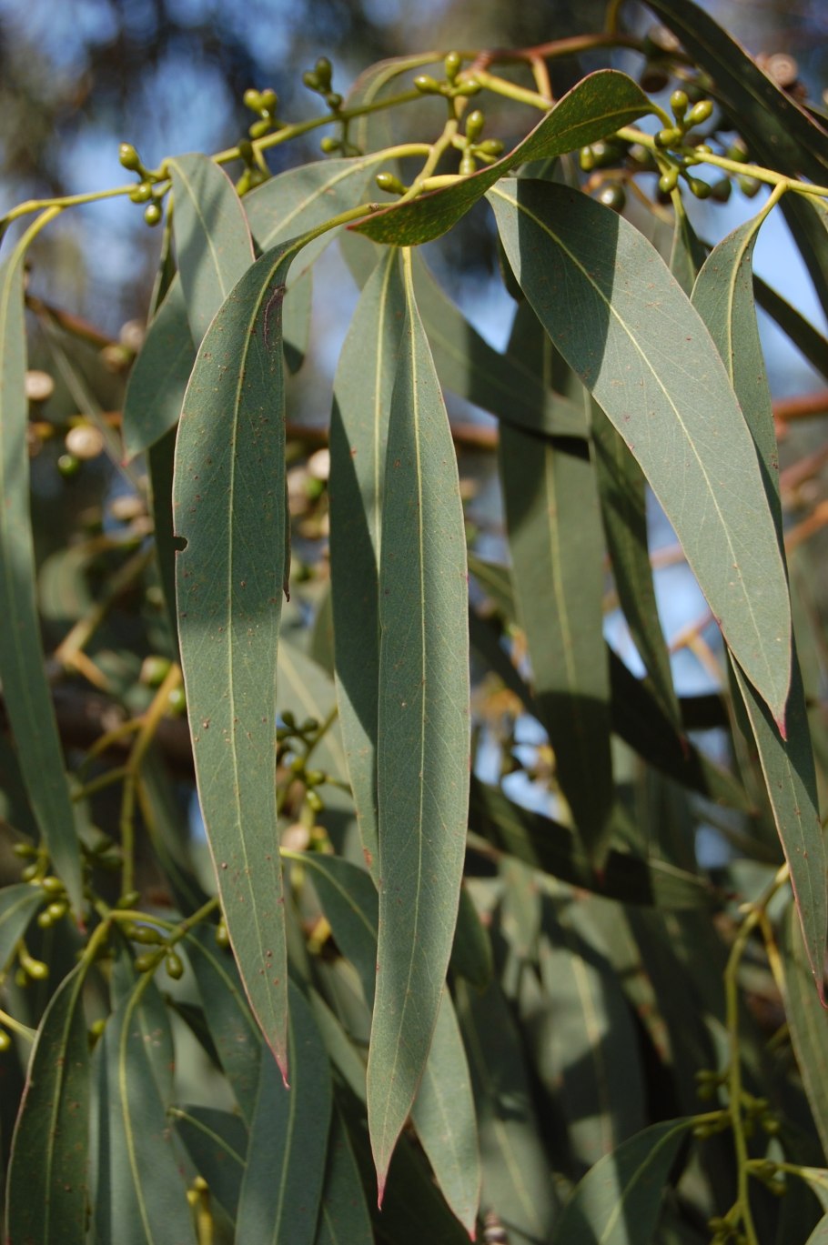 Eucalyptus regnans