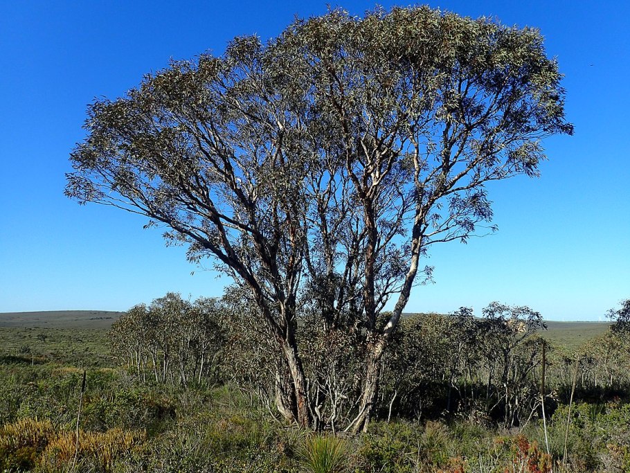 Эвкалипт австралии