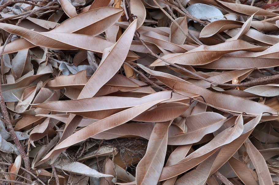 Эвкалипт миндалелистный