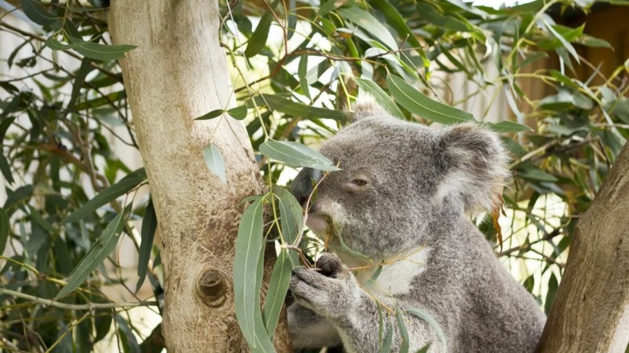 Eucalyptus smithii