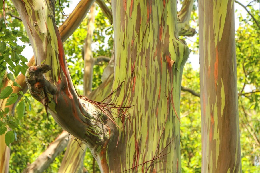 Эвкалипт цветение