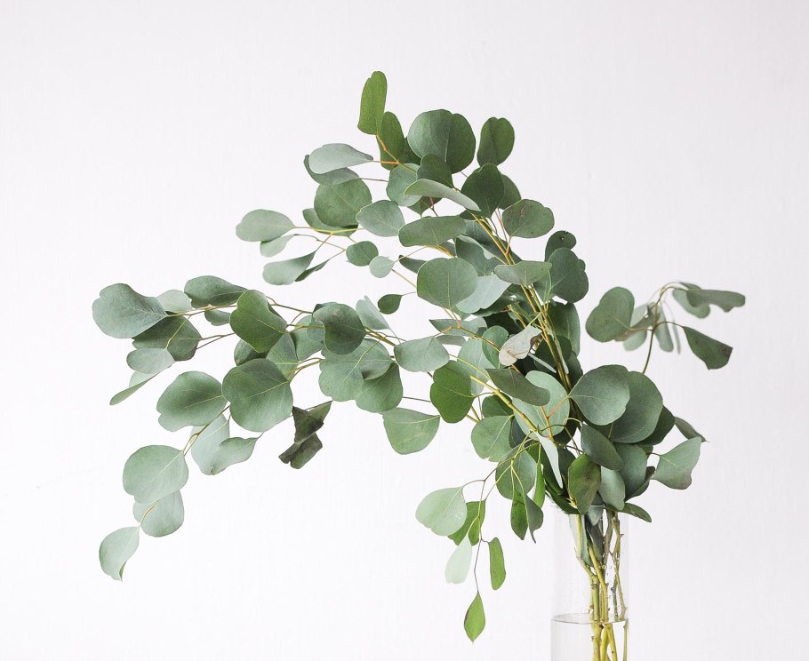 Растения Австралии эвкалипт