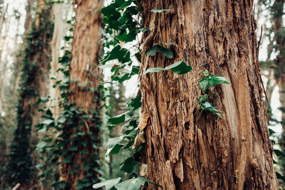 Эвкалипт иволистный