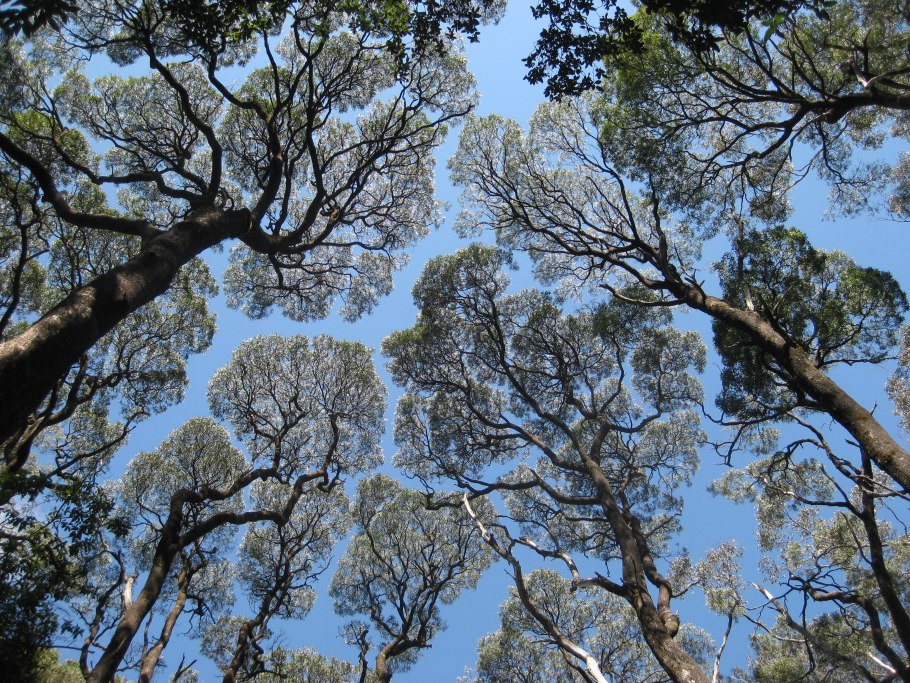 Эвкалипт Бриджеса