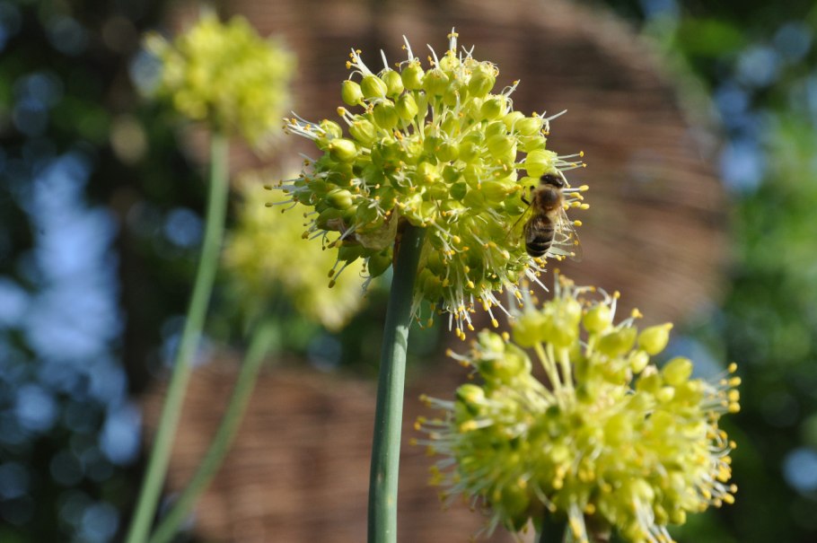 Лук косой allium obliquum
