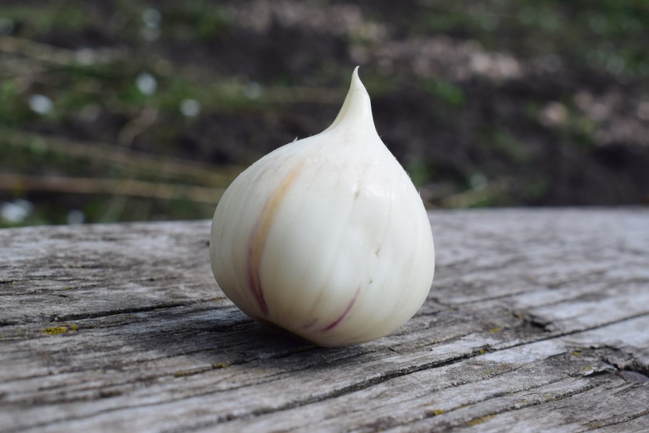 Суворовский чеснок лук анзур