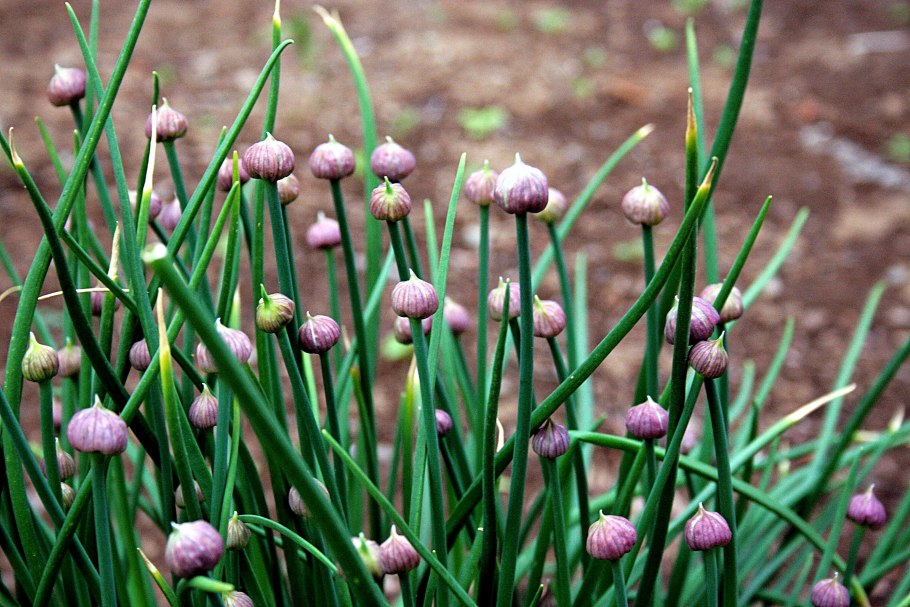 Лук косой Allium obliquum