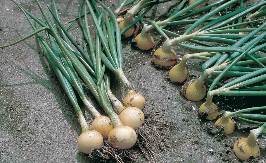 Лук косой ( Allium obliquum l. )