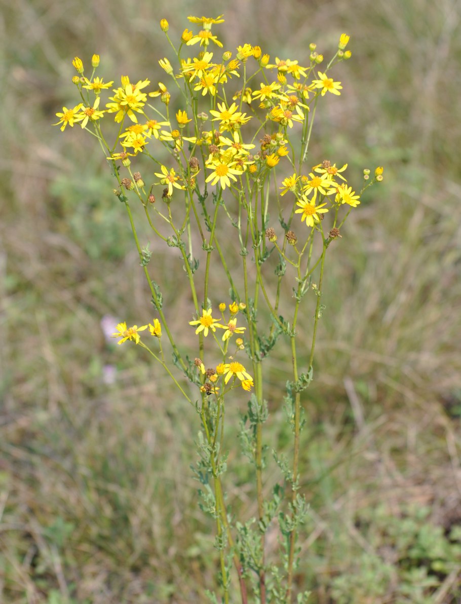 Крестовник обыкновенный полевой