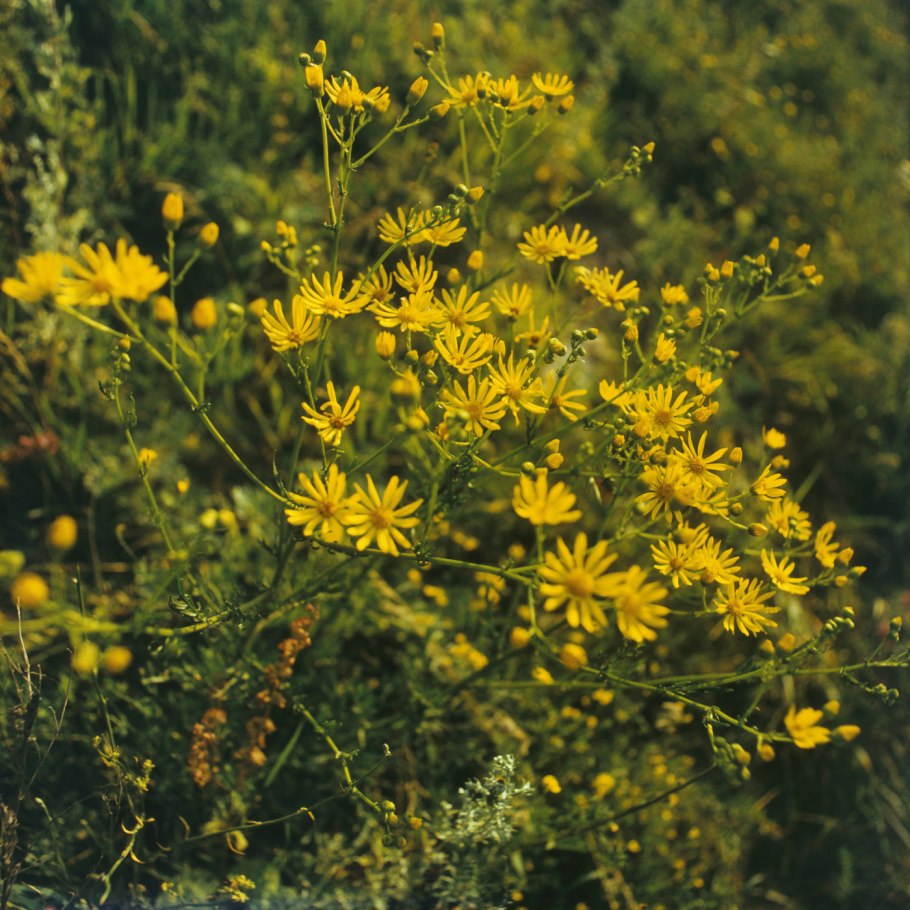 Крестовник тонколистный