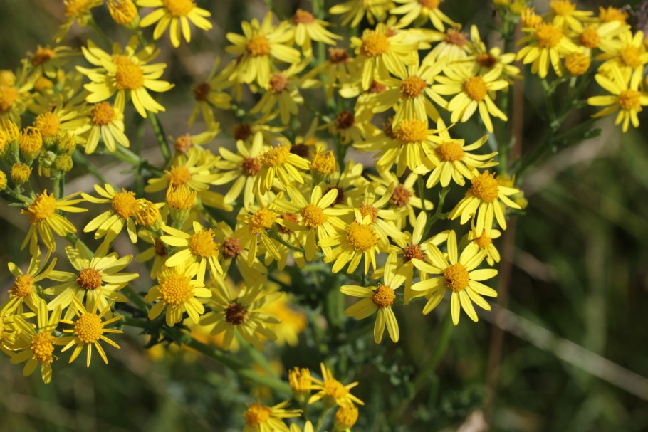Senecio vulgaris