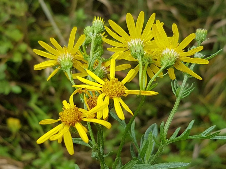 Senecio erucifolius