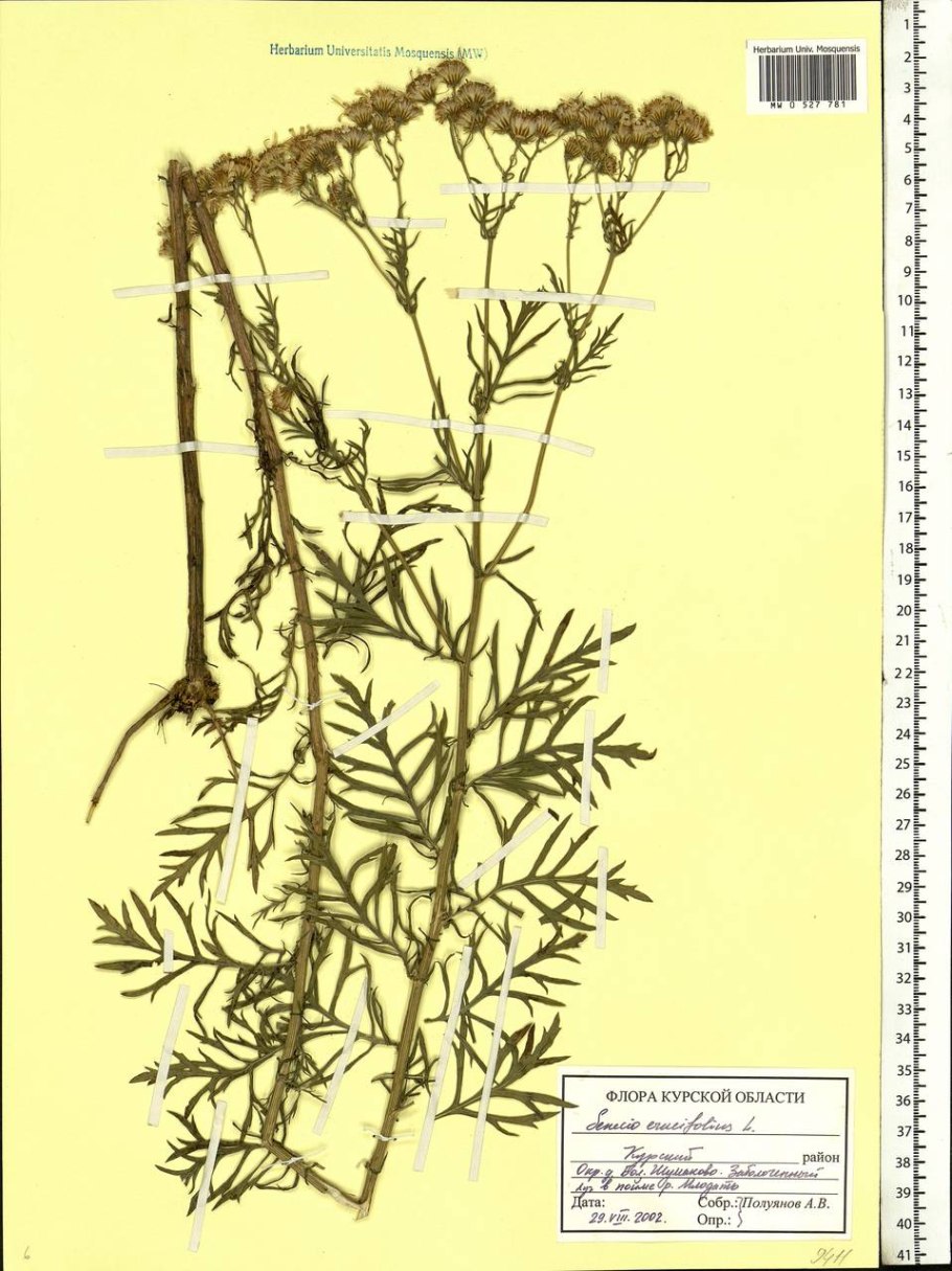 Крестовник эруколистный – Senecio erucifolius l.