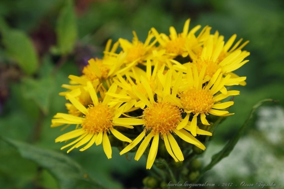 Крестовник эруколистный