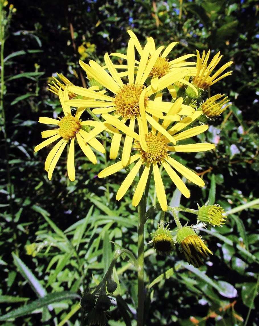 Якобея обыкновенная