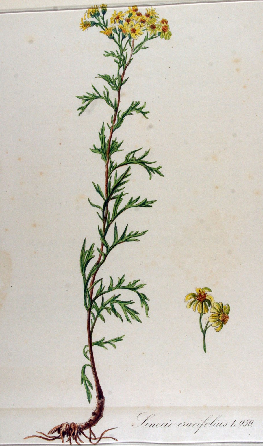 Senecio erucifolius