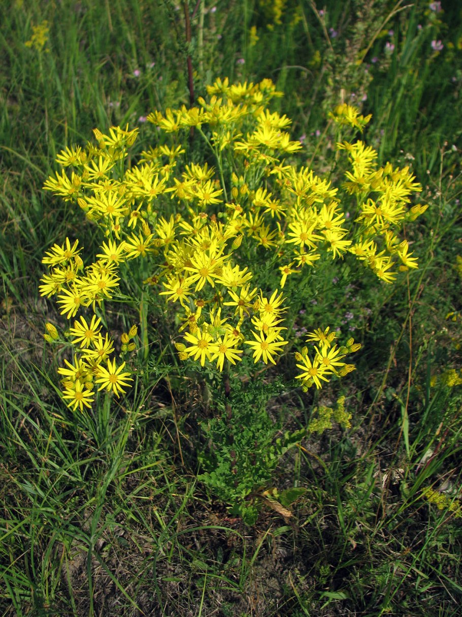 Крестовник senecio jacobaea