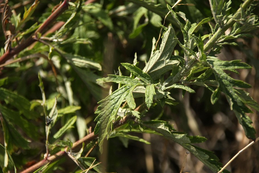 Крестовник полевой