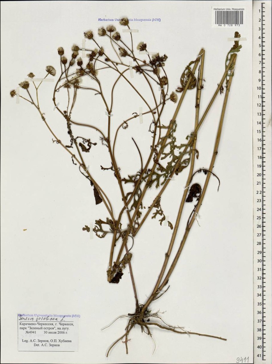 Якобея обыкновенная