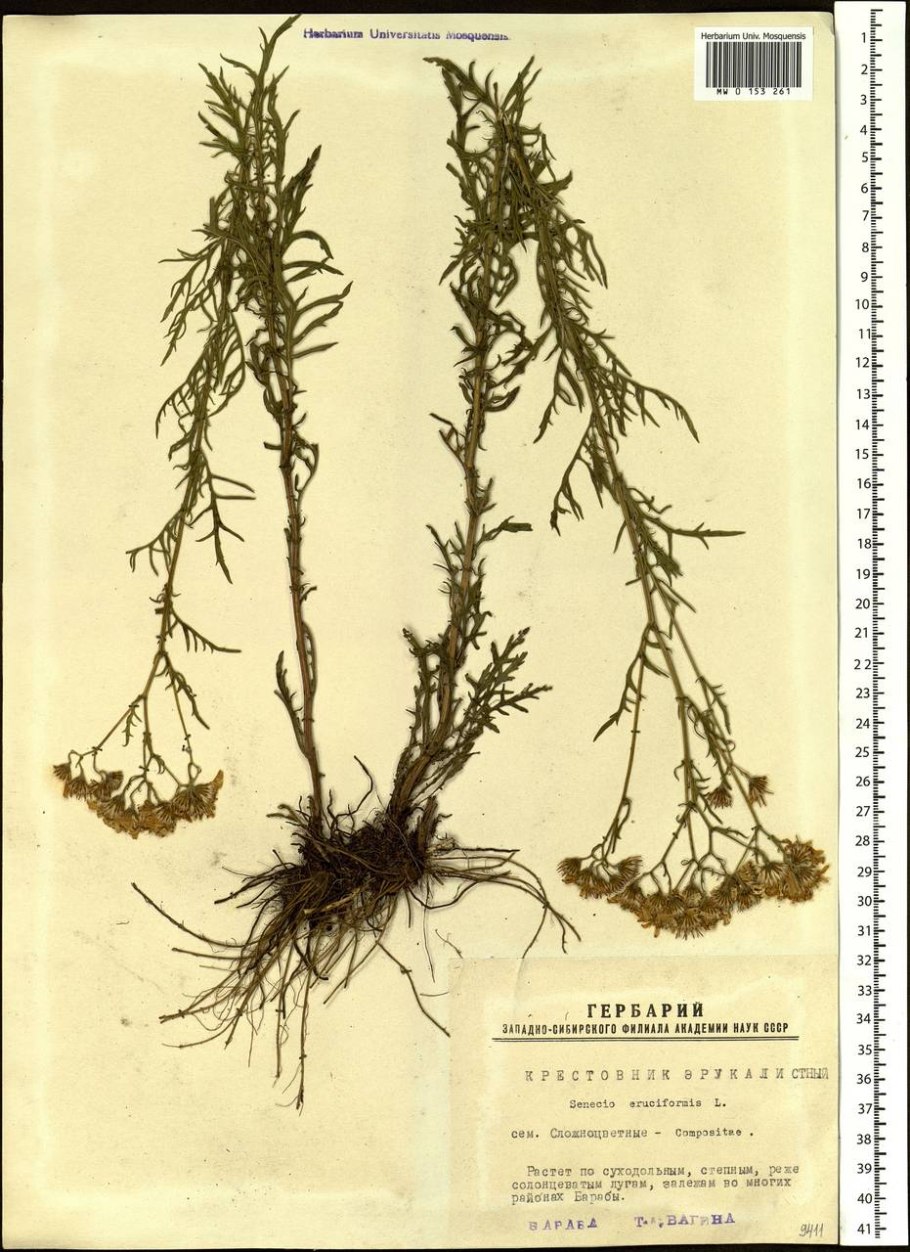 Крестовник эруколистный