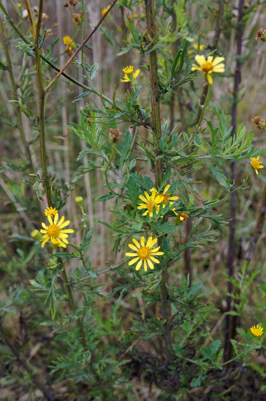 Крестовник тонколистный
