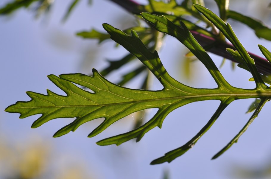 Крестовник якова листья