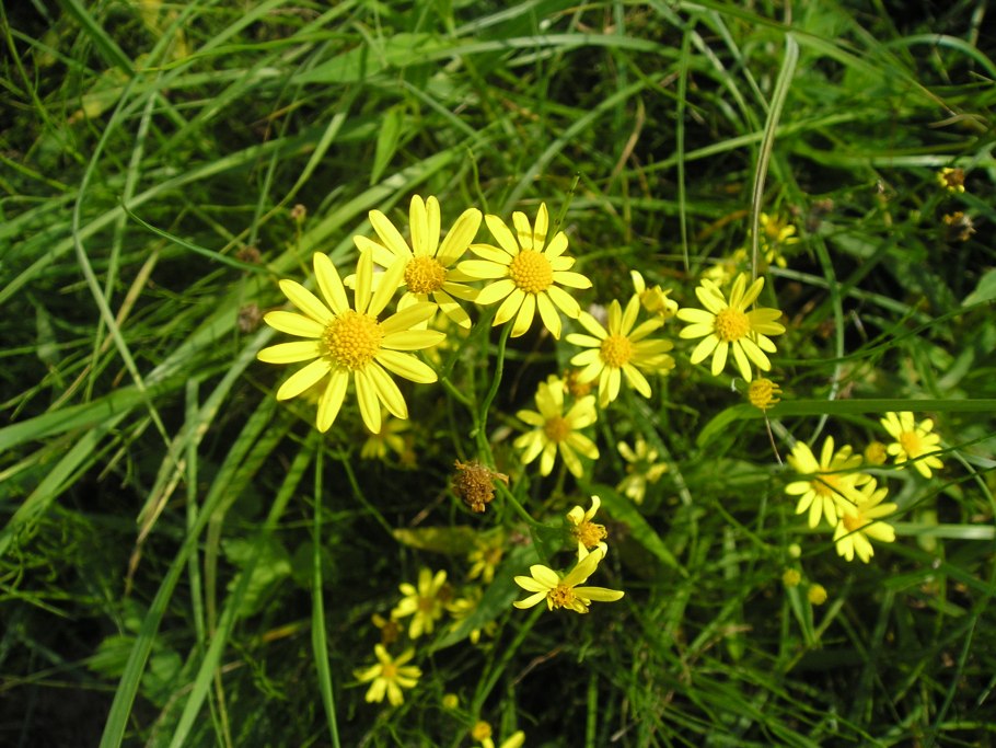 Senecio jacobaea