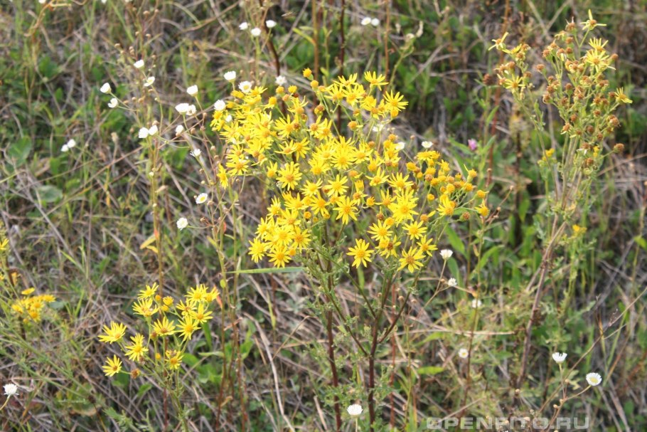 Крестовник якова senecio jacobaea