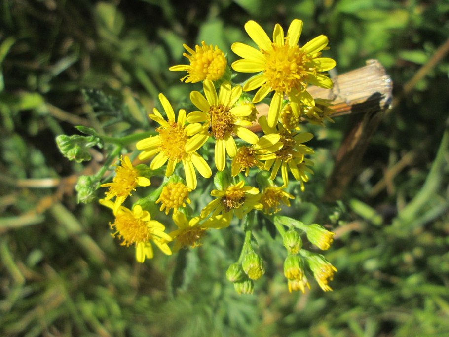 Крестовник эруколистный