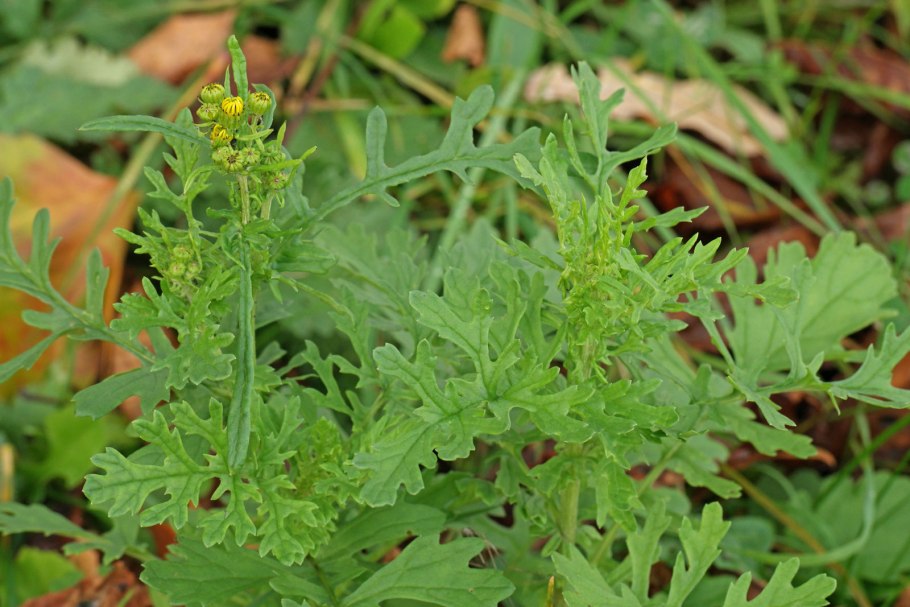 Крестовник плосколистный