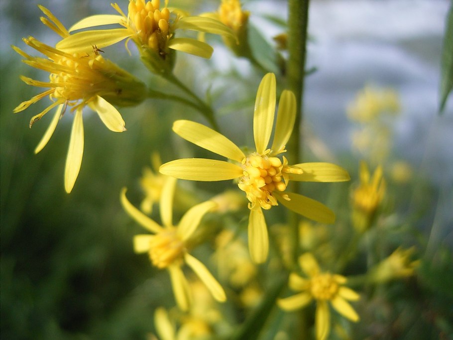 Senecio sarracenicus