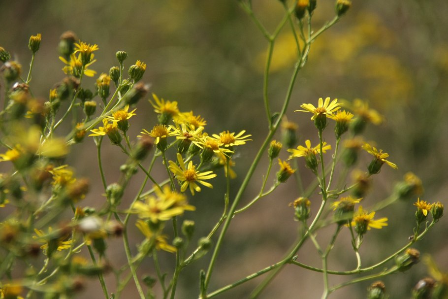 Senecio vernalis