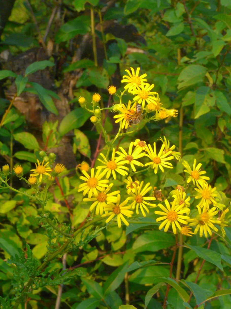 Крестовник senecio jacobaea