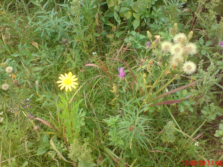 Козлобородник луговой