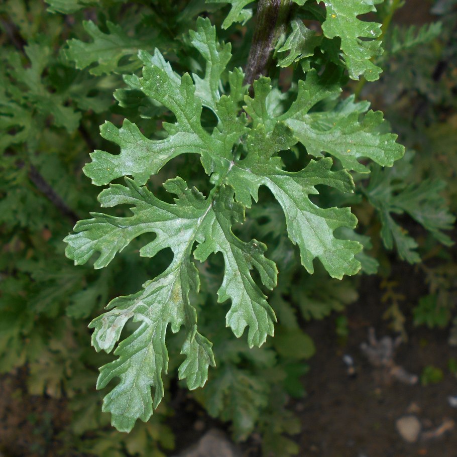 Senecio jacobaea