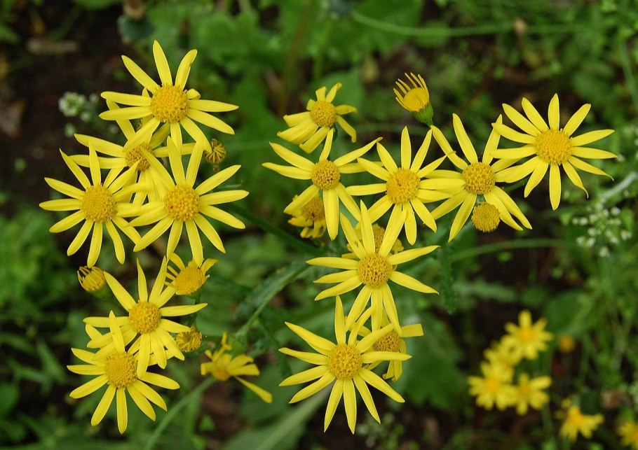 Крестовник якова senecio jacobaea