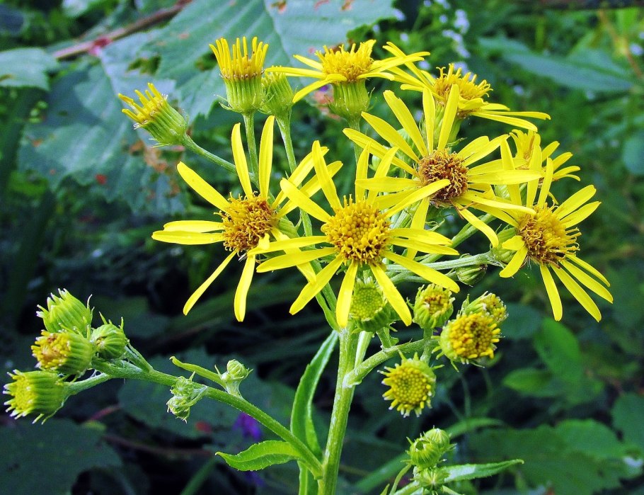 Крестовник обыкновенный полевой